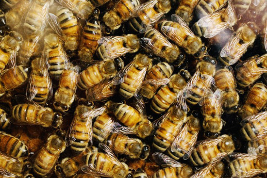 Picture 2 of Ability to neutralize toxic insecticides of honey bees