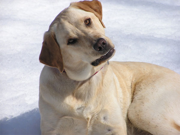 Picture 1 of Ability to predict natural disasters and cancer detection of animals