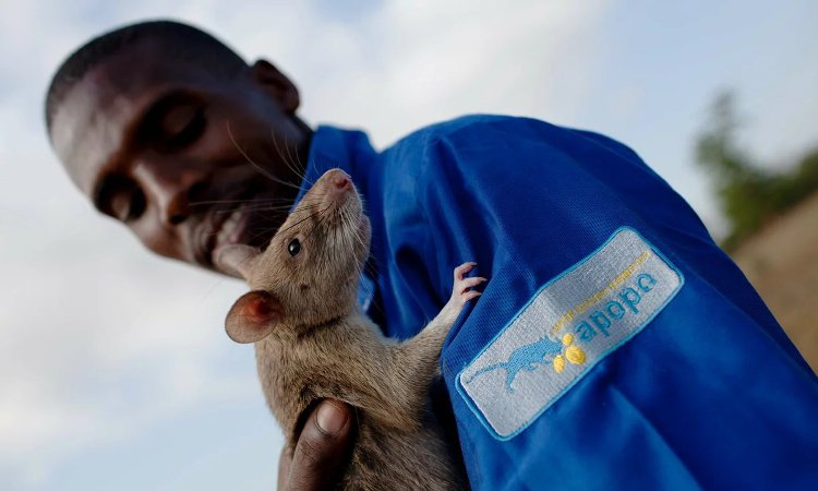 Picture 10 of Ability to predict natural disasters and cancer detection of animals