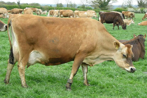 Picture 3 of Ability to predict natural disasters and cancer detection of animals