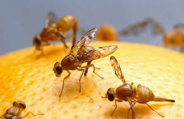 Picture 7 of Ability to predict natural disasters and cancer detection of animals