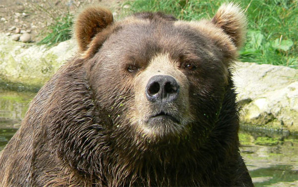Picture 8 of Ability to predict natural disasters and cancer detection of animals