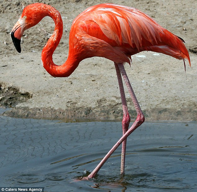 Picture 1 of About the time the flamingos cried when falling back