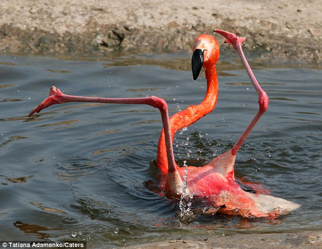 Picture 2 of About the time the flamingos cried when falling back