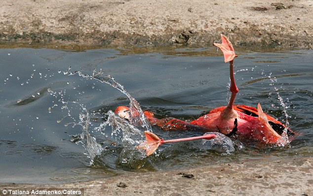 Picture 3 of About the time the flamingos cried when falling back