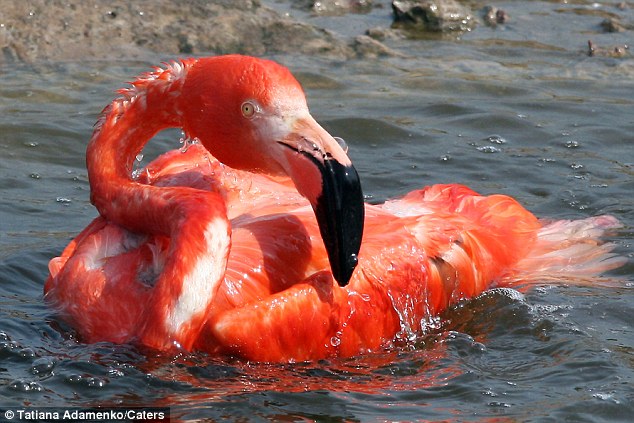 Picture 4 of About the time the flamingos cried when falling back