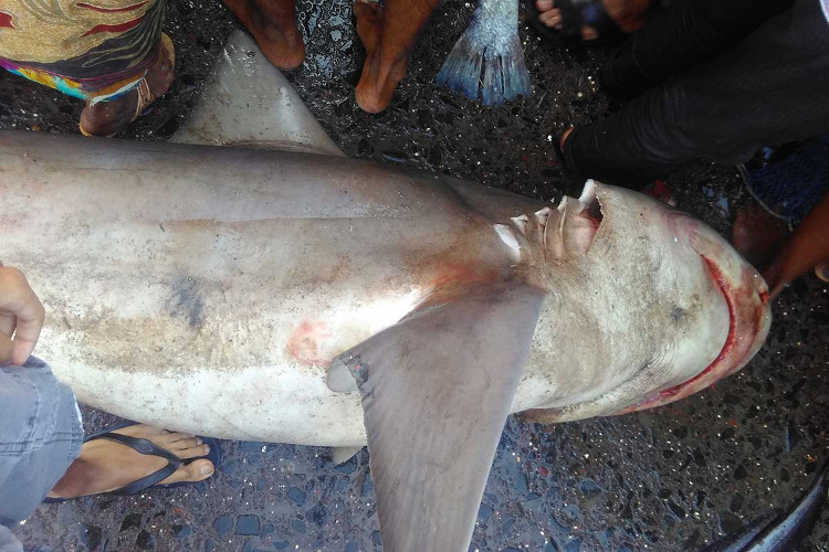 Picture 1 of Absent sharks over a decade appear in Indian markets
