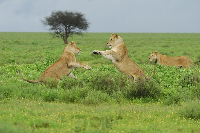 Picture 5 of Absolute feminine animals in nature