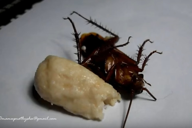 Picture 3 of Absolutely not know how to kill dead cockroaches, but only for a fee