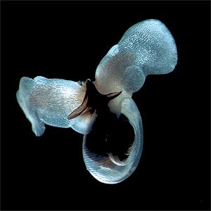 Picture 1 of Acid concentration in the Alaskan sea increased