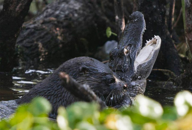 Picture 1 of Acting on the council, the otter swarms each other 'make salad' lord of the swamp