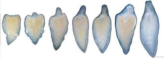 Picture 1 of Activated the first regeneration ability in flatworms