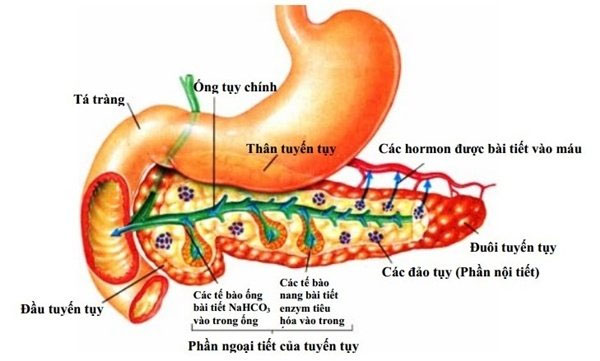 Picture 2 of Acute pancreatitis: Symptoms, treatments and prevention