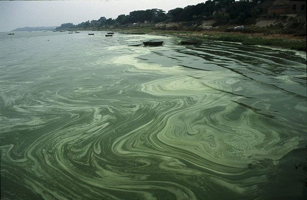 Picture 1 of ADB supports the most polluted lake restoration project in China
