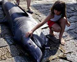 Picture 1 of Add 11 species to the dangerous list