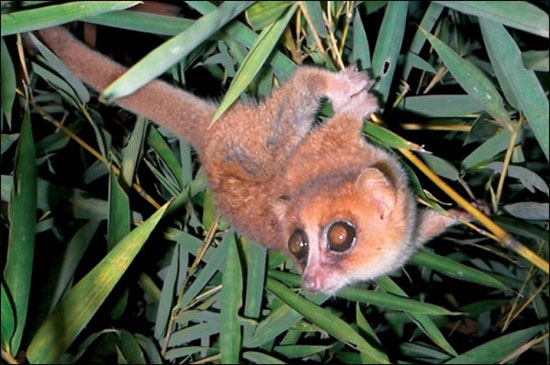 Picture 1 of Add 2 species of gibbons to the group of primates