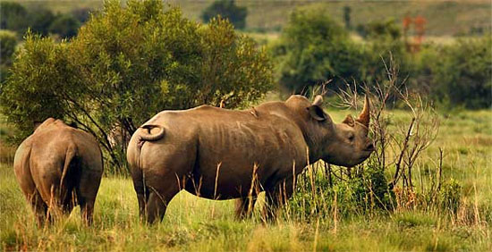 Picture 1 of Add a subspecies of extinct rhino