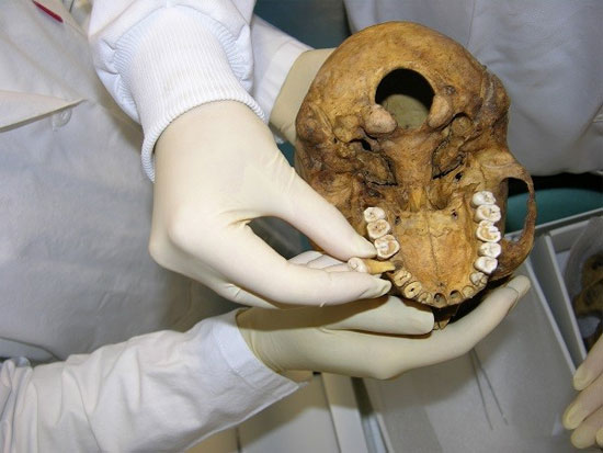 Picture 1 of Add new findings from ancient Egyptian mummies