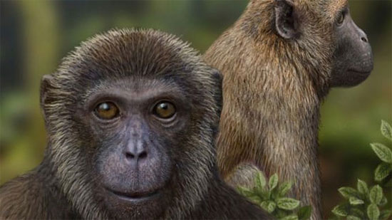 Picture 1 of Add two new species of 'gibbon and monkey' to the evolutionary tree