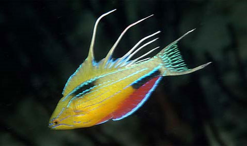 Picture 10 of Admire 20 animal stars