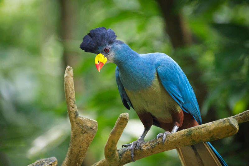 Picture 1 of Admire birds only in Africa