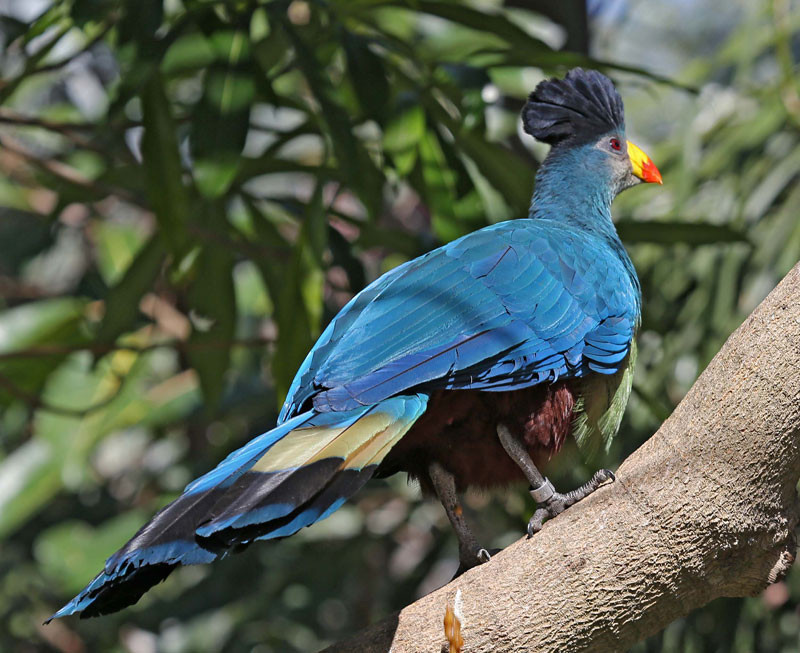 Picture 10 of Admire birds only in Africa