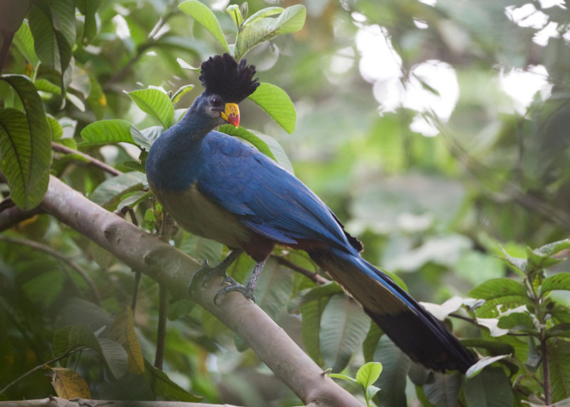 Picture 11 of Admire birds only in Africa