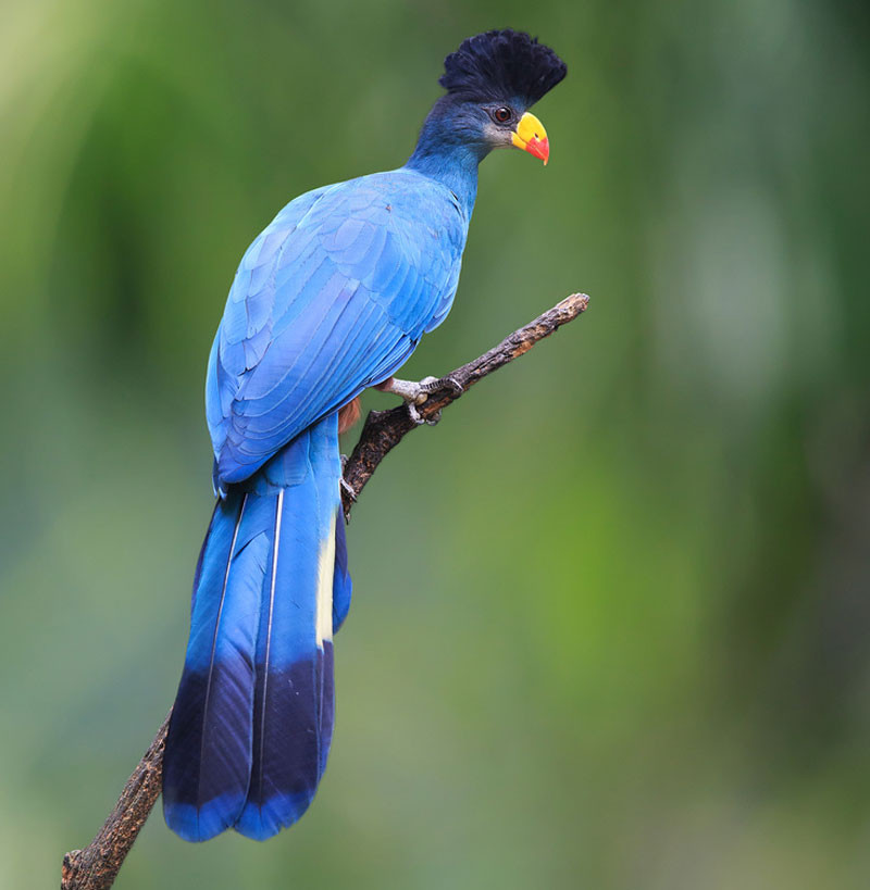Picture 12 of Admire birds only in Africa