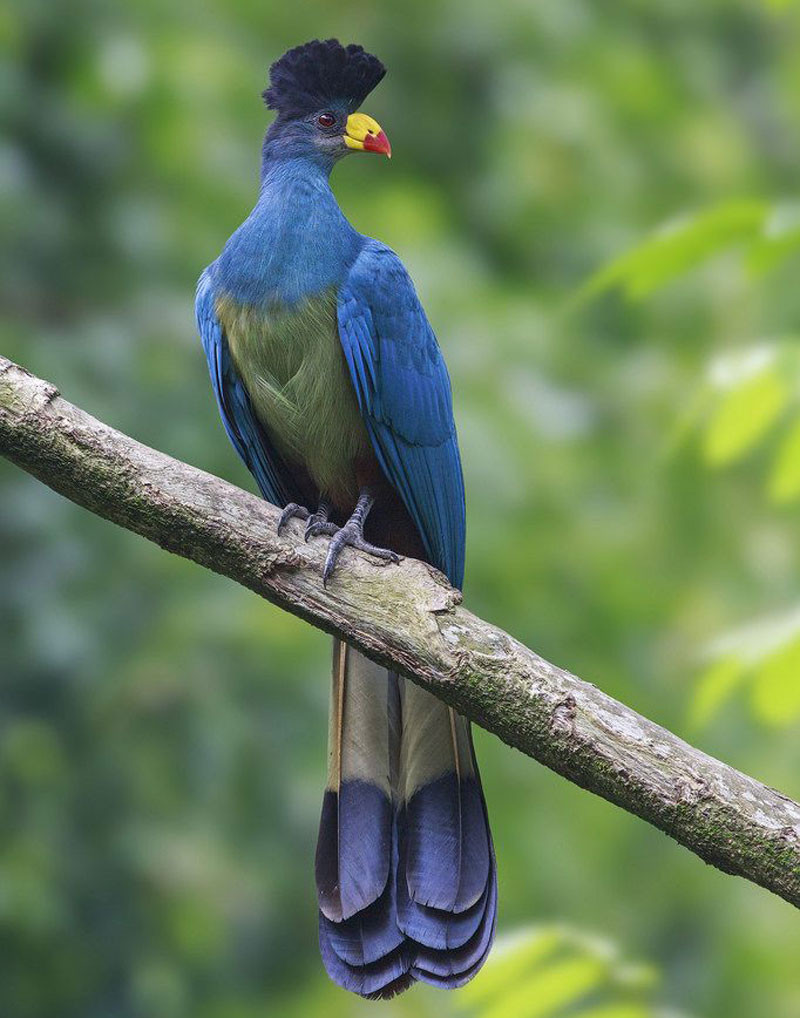 Picture 13 of Admire birds only in Africa