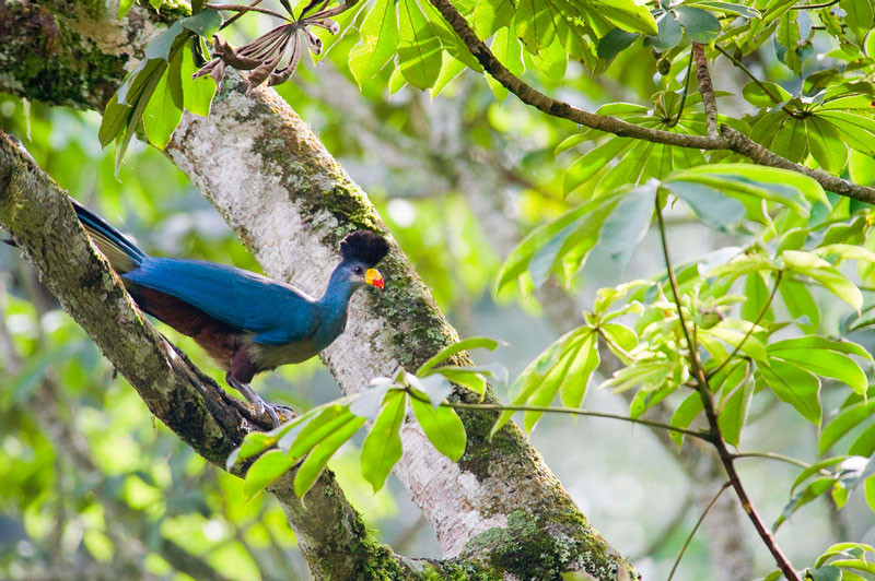 Picture 14 of Admire birds only in Africa