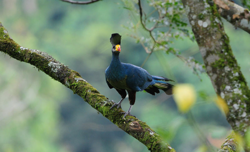 Picture 15 of Admire birds only in Africa