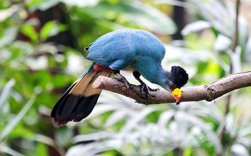 Picture 16 of Admire birds only in Africa