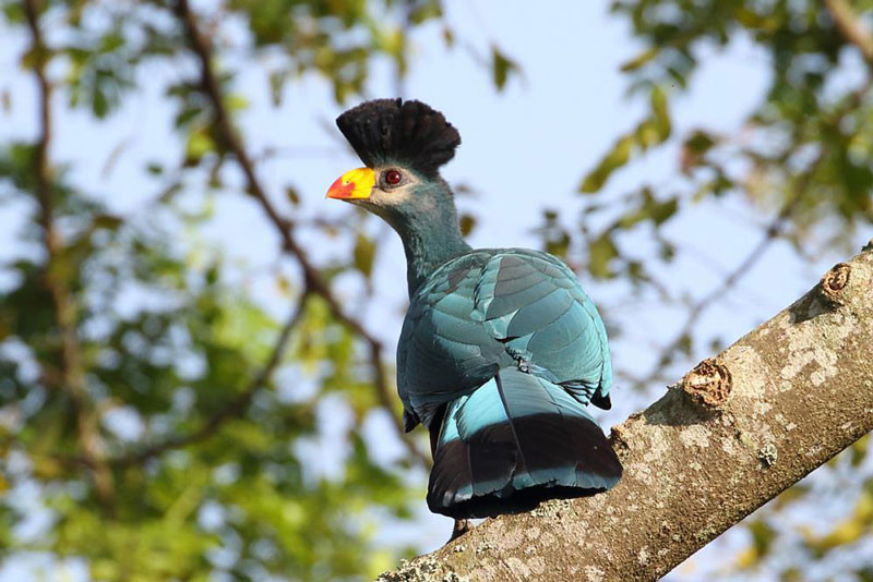 Picture 17 of Admire birds only in Africa