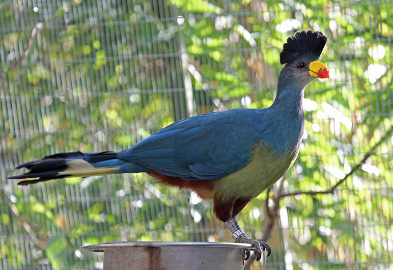 Picture 2 of Admire birds only in Africa
