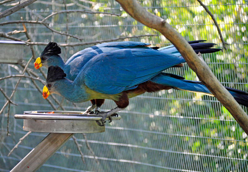 Picture 3 of Admire birds only in Africa