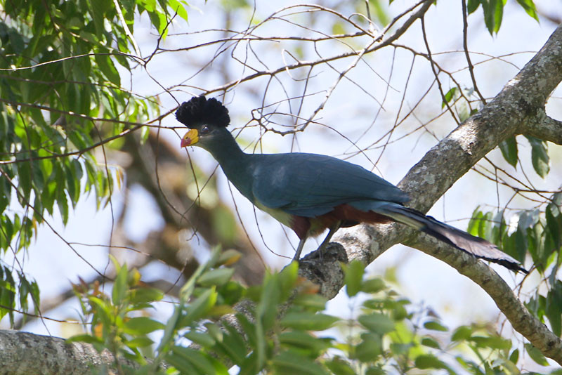Picture 4 of Admire birds only in Africa