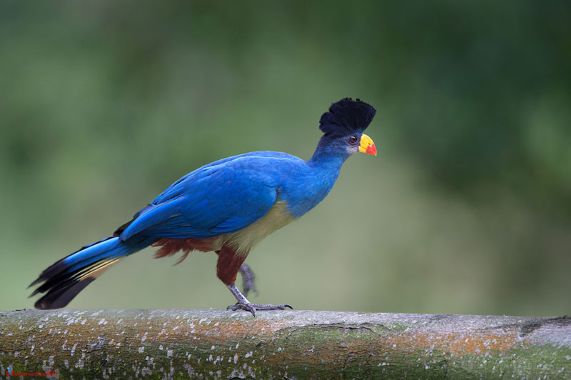 Picture 5 of Admire birds only in Africa