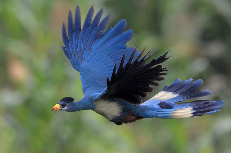 Picture 6 of Admire birds only in Africa