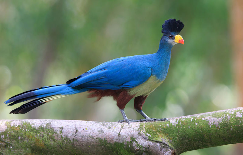 Picture 8 of Admire birds only in Africa