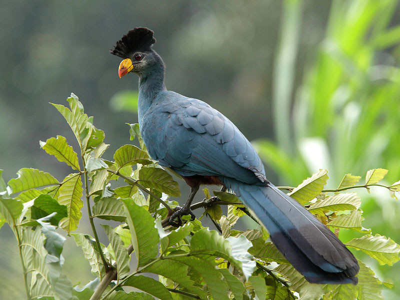 Picture 9 of Admire birds only in Africa