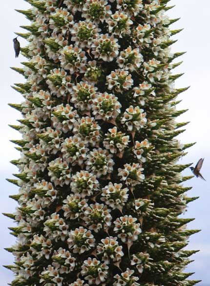 Picture 3 of Admire flowers bloom hundred years