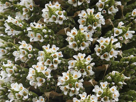 Picture 4 of Admire flowers bloom hundred years