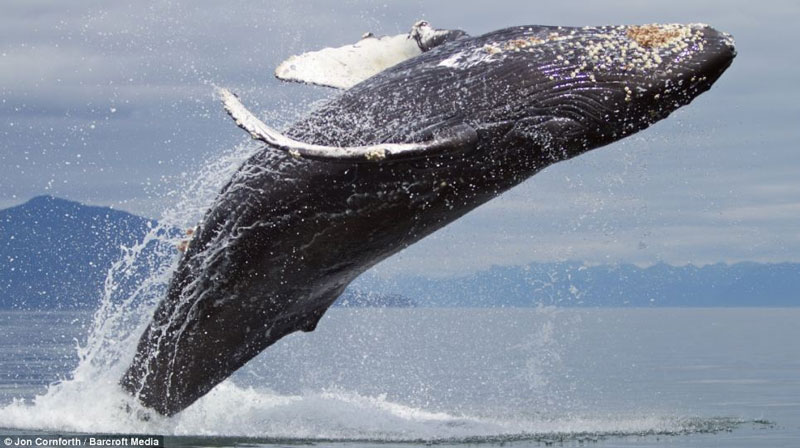 Picture 1 of Admire humpback whales dancing on the water