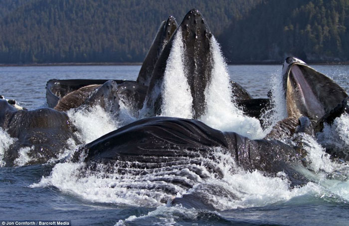 Picture 2 of Admire humpback whales dancing on the water