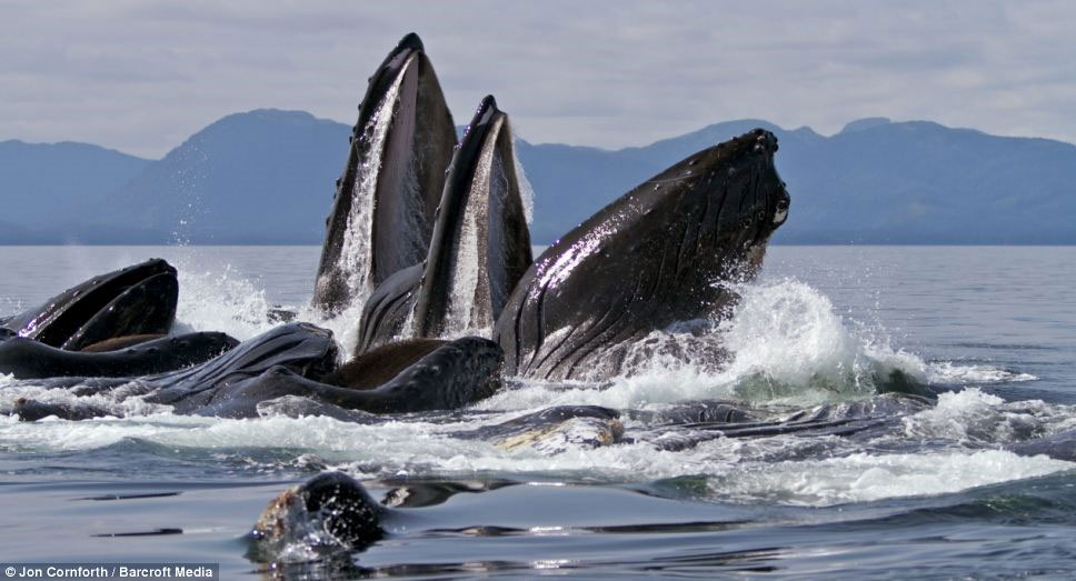 Picture 3 of Admire humpback whales dancing on the water