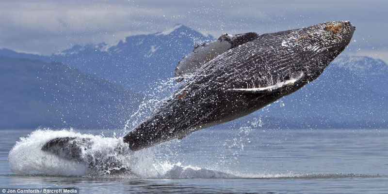 Picture 4 of Admire humpback whales dancing on the water
