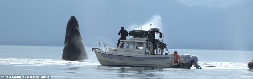Picture 5 of Admire humpback whales dancing on the water