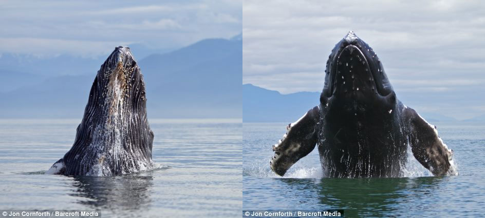 Picture 6 of Admire humpback whales dancing on the water