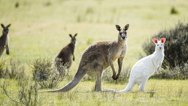 Picture 1 of Admire the albino hamster rarely seen in Australia