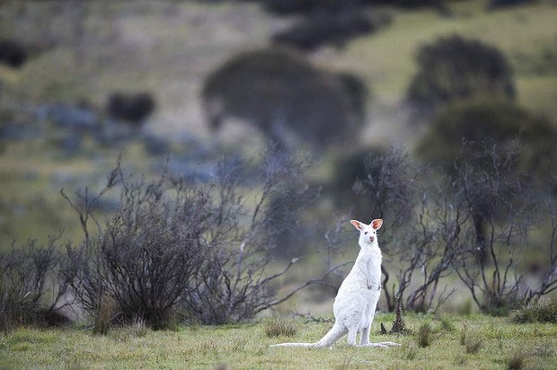 Picture 2 of Admire the albino hamster rarely seen in Australia